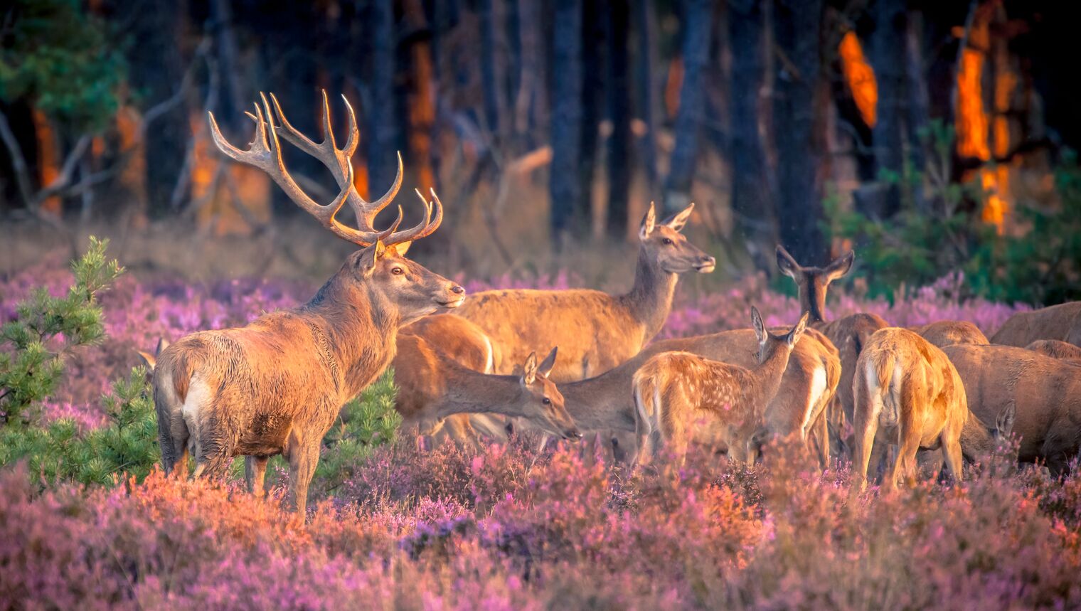 Veluwe en Zuid-Limburg dit jaar favoriete vakantiestreken voor Nederlander