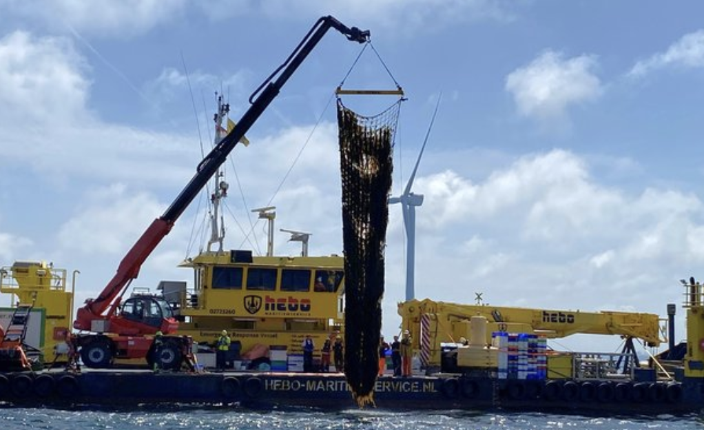 Nederlandse zeewierboerderij haalt eerste oogst binnen