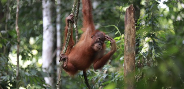  Lush voert opnieuw actie voor laatste leefgebied orang-oetan