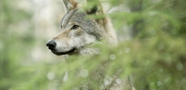 Film over de terugkeer van de wolf te zien bij BNNVARA