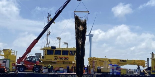 Nederlandse zeewierboerderij haalt eerste oogst binnen
